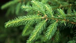 Gold Growing on 'Norway Spruce' Trees !