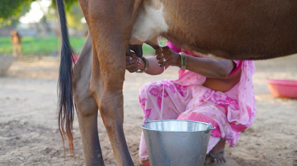 Indira Dairy: A Blueprint for Grassroots Financial Transformation