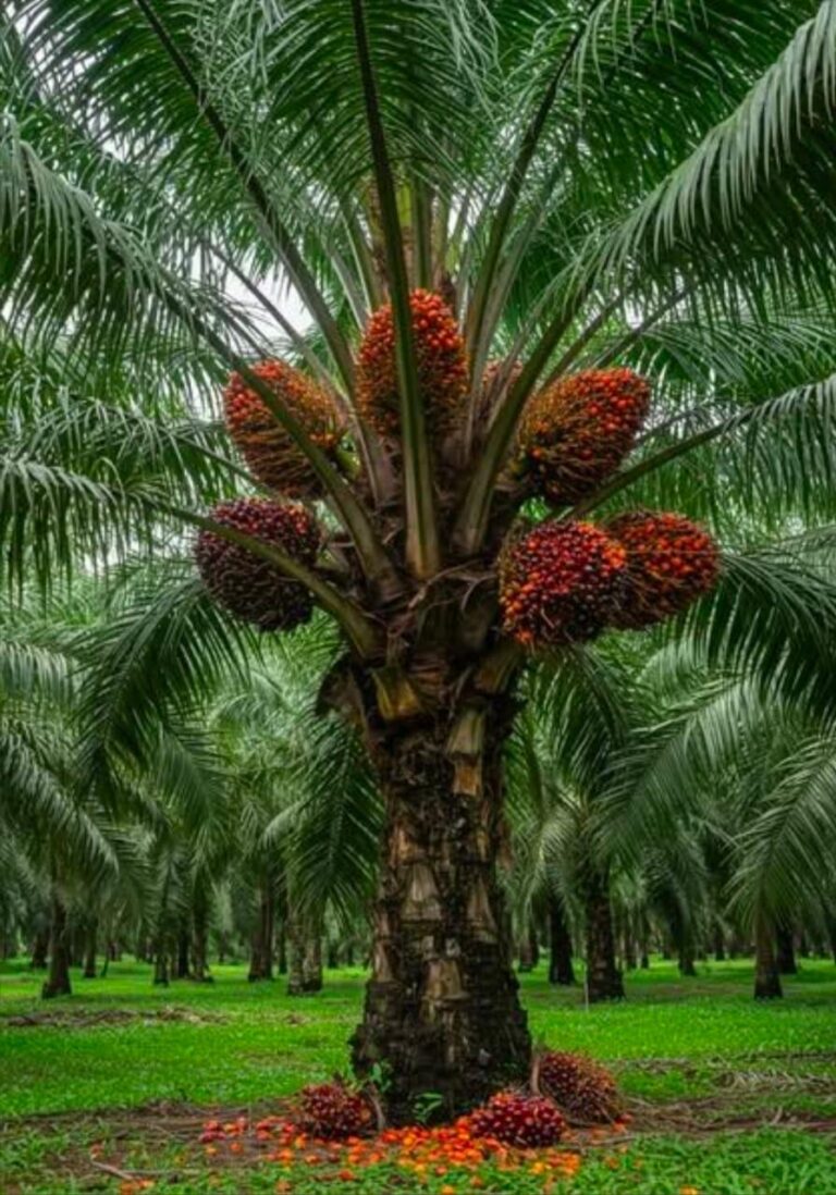 Coal vs Crops: The Environmental Conflict in Dammapet