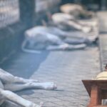 Dogs and Duty of the Government and Constitutional Justice