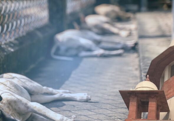 Dogs and Duty of the Government and Constitutional Justice