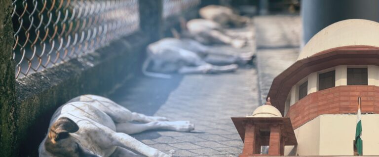 Dogs and Duty of the Government and Constitutional Justice